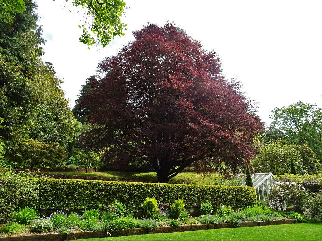 Alberida giardino